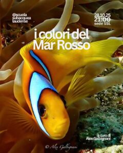 I COLORI DEL MAR ROSSO 🐠🪸